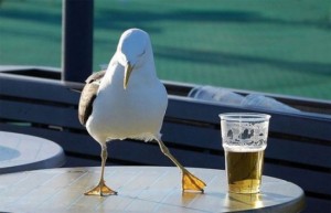 Seagull & Beer Beer & Seagull